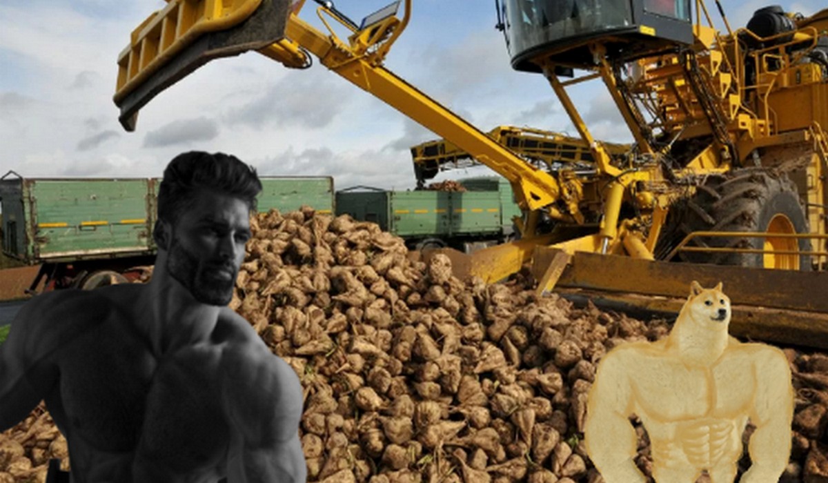 Otmuchów: potężne zbiory buraka cukrowego, ustanowiono nowy rekord Polski