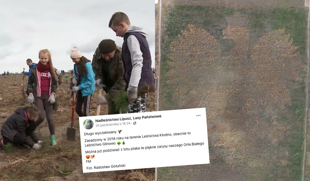 Pomorskie: Lasy Państwowe zaprezentowały ogromne godło Polski ze 100 tys. drzew