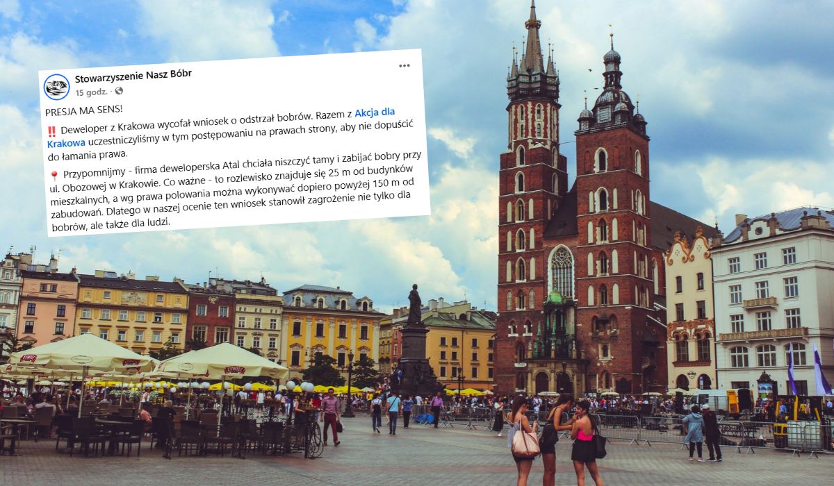 Deweloper chciał odstrzału bobrów, bo przeszkadzały w inwestycji, ale dzięki protestom zmienił zdanie