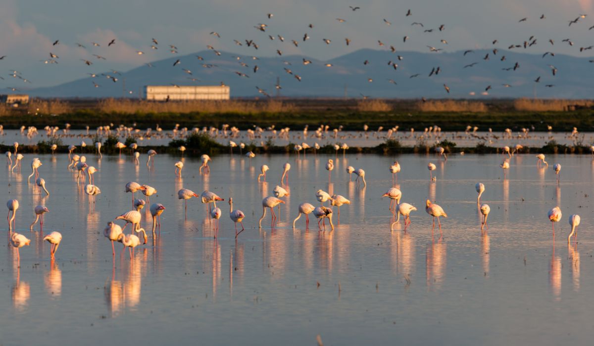Flamingi uciekające przed suszą w Hiszpanii stały się utrapieniem dla zbiorów ryżu we Włoszech