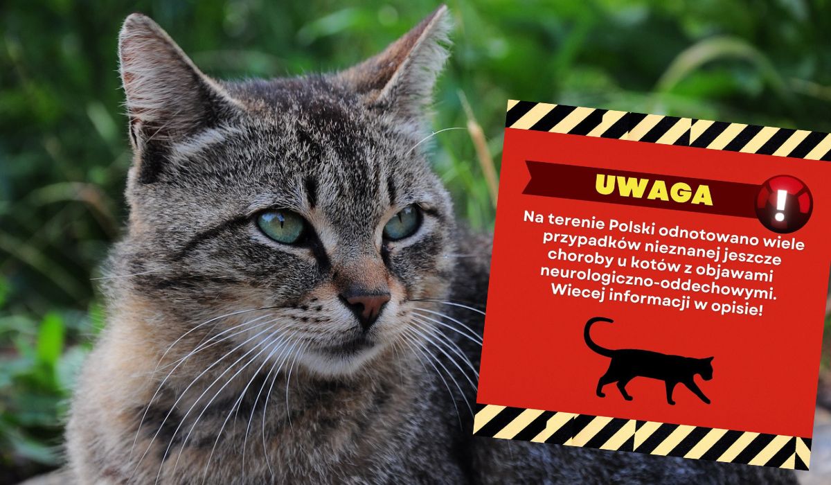 Weterynarze ostrzegają przed dziwną chorobą atakującą koty, na razie nie wiadomo, jak ją leczyć