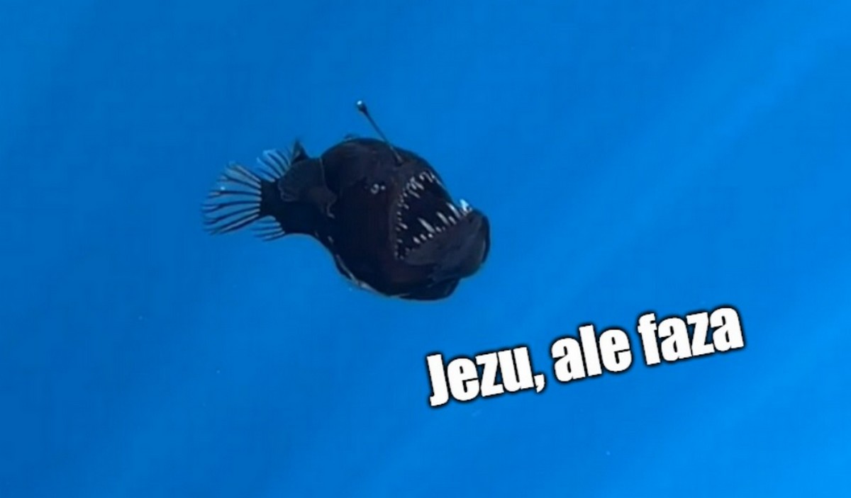 "Diabeł morski" wybrał się na wakacje po wybrzeżach Teneryfy i to pierwszy taki udokumentowany przypadek