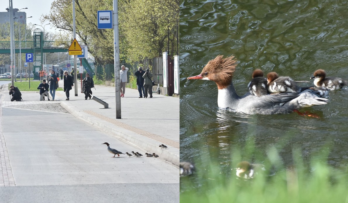 Ruch na Wisłostradzie został chwilowo wstrzymany, bo świeżo upieczona mama-nurogęś wybrała się z pisklętami na spacer