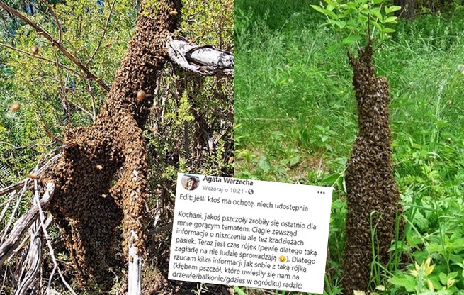 Kilka rad co zrobić, jeśli znajdziemy rój pszczół w ogrodzie i dlaczego nie dzwonić na straż pożarną