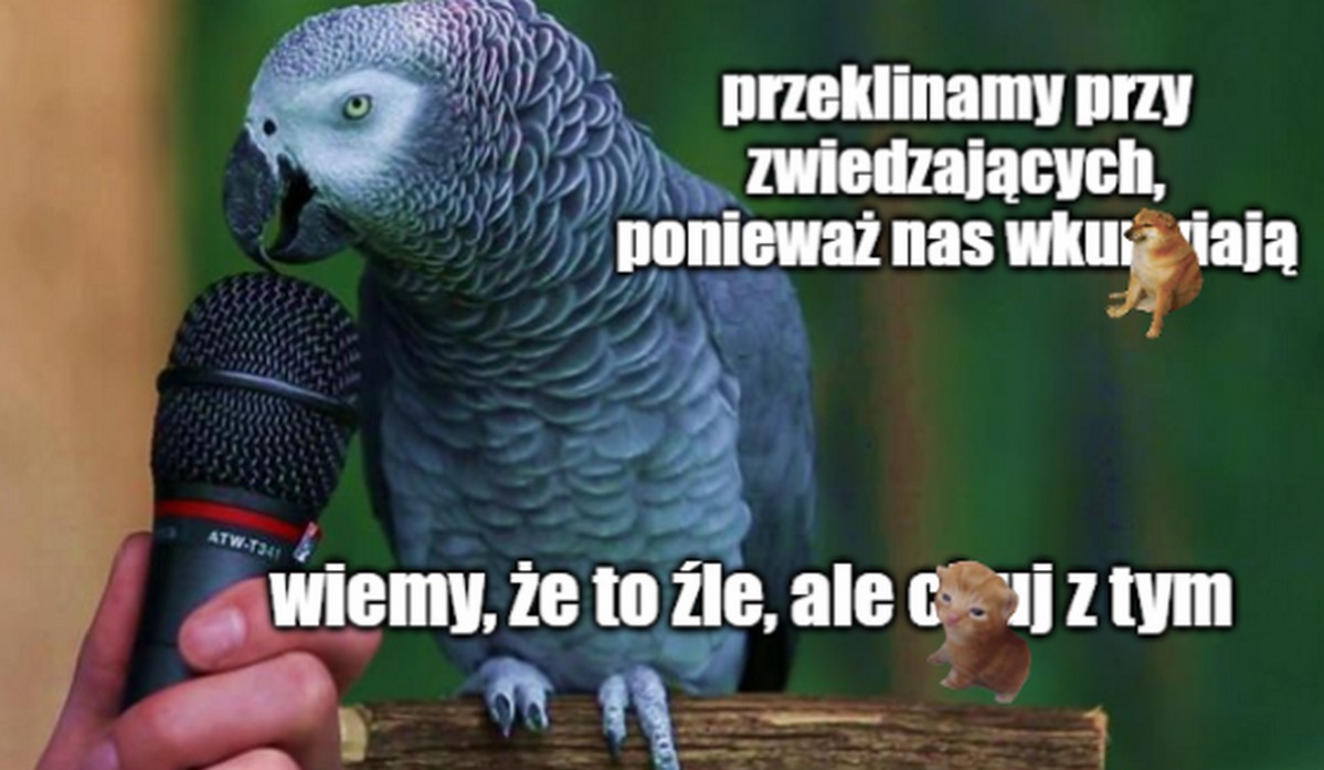 UK: papugi z zoo nauczyły się bluzgać, zostały przeniesione do grzecznych papug w celu resocjalizacji