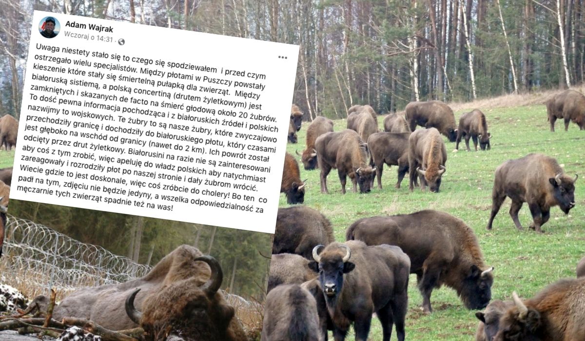Strefa zamknięta na Podlasiu skazuje na śmierć zwierzęta, także "nasze" żubry