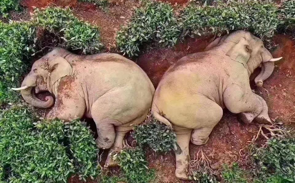 Chiny: słonie wdarły się na plantację, znalazły zapasy alkoholu i totalnie się zborsuczyły