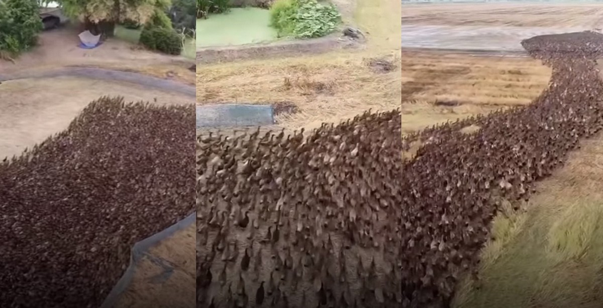 Może chcesz zobaczyć, jak 10 000 kaczek rusza oczyścić pola ryżowe w Tajlandii