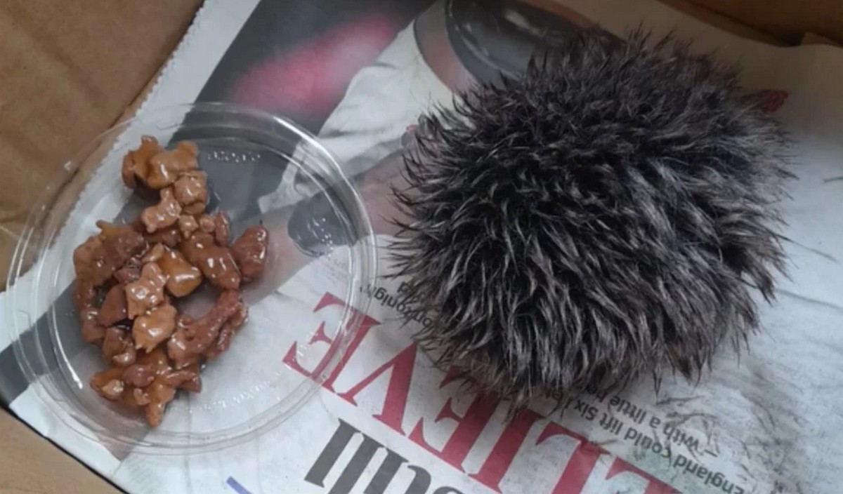 UK: miła pani przyniosła do weterynarza pomponik od czapki, bo myślała, że to ranny jeżyk