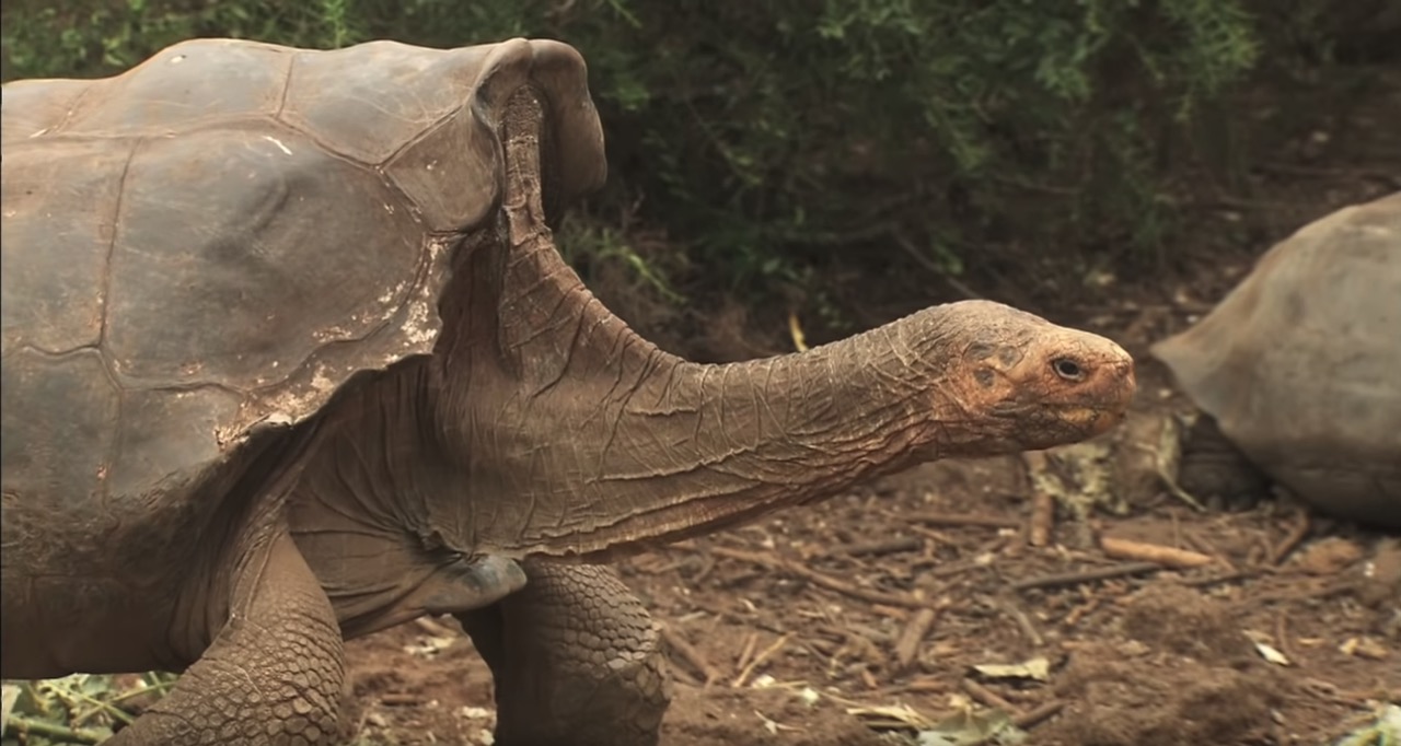 Bohaterski żółw sek*oholik z Galapagos samodzielnie odbudował swój gatunek