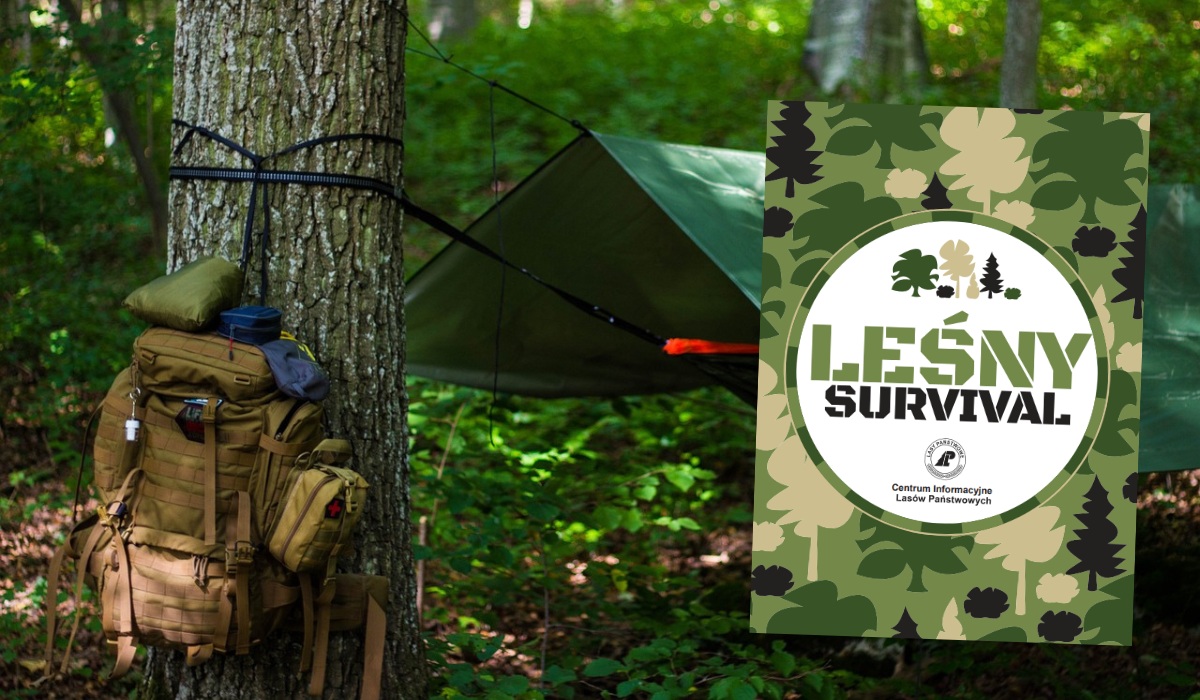 Poradnik "Leśny survival" od Lasów Państwowych można sobie ściągnąć kompletnie za darmoszkę