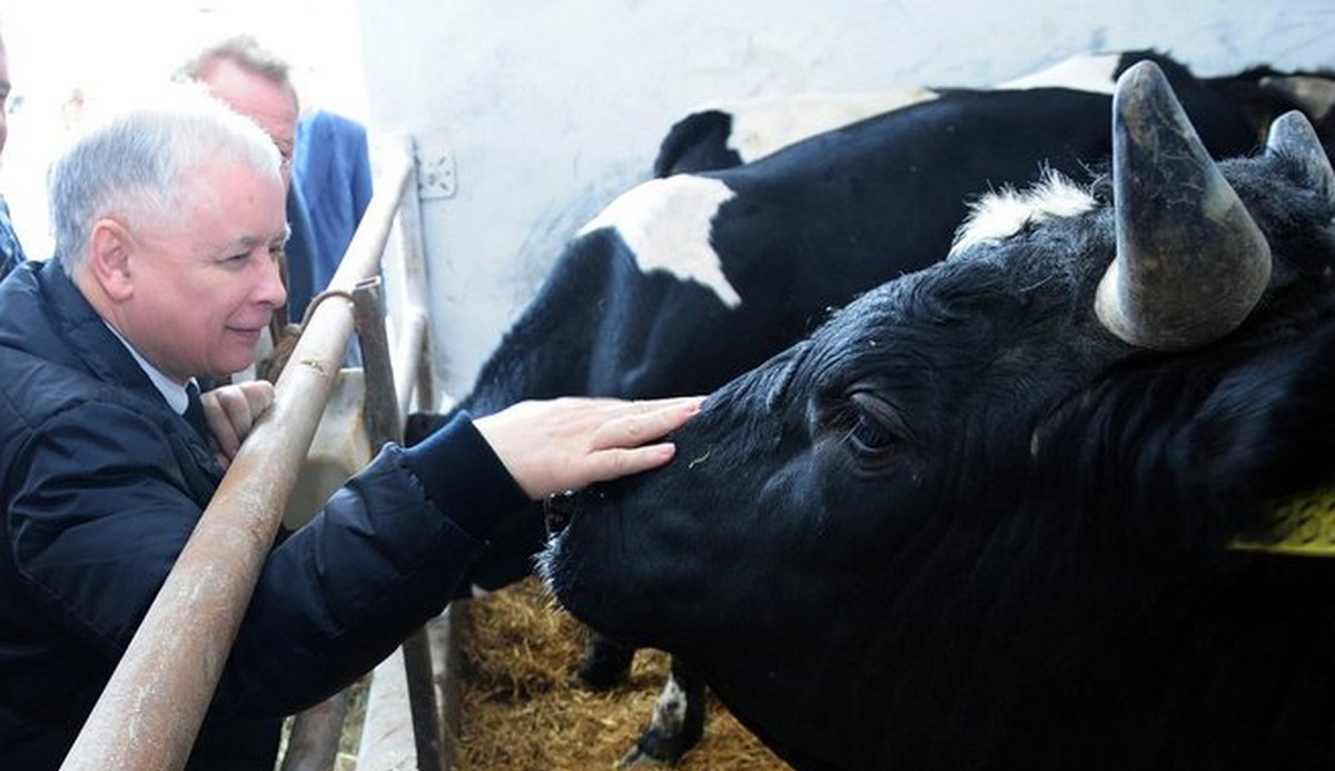 Ten ustawowy zakaz uboju rytualnego, co miał być, to go jednak nie będzie