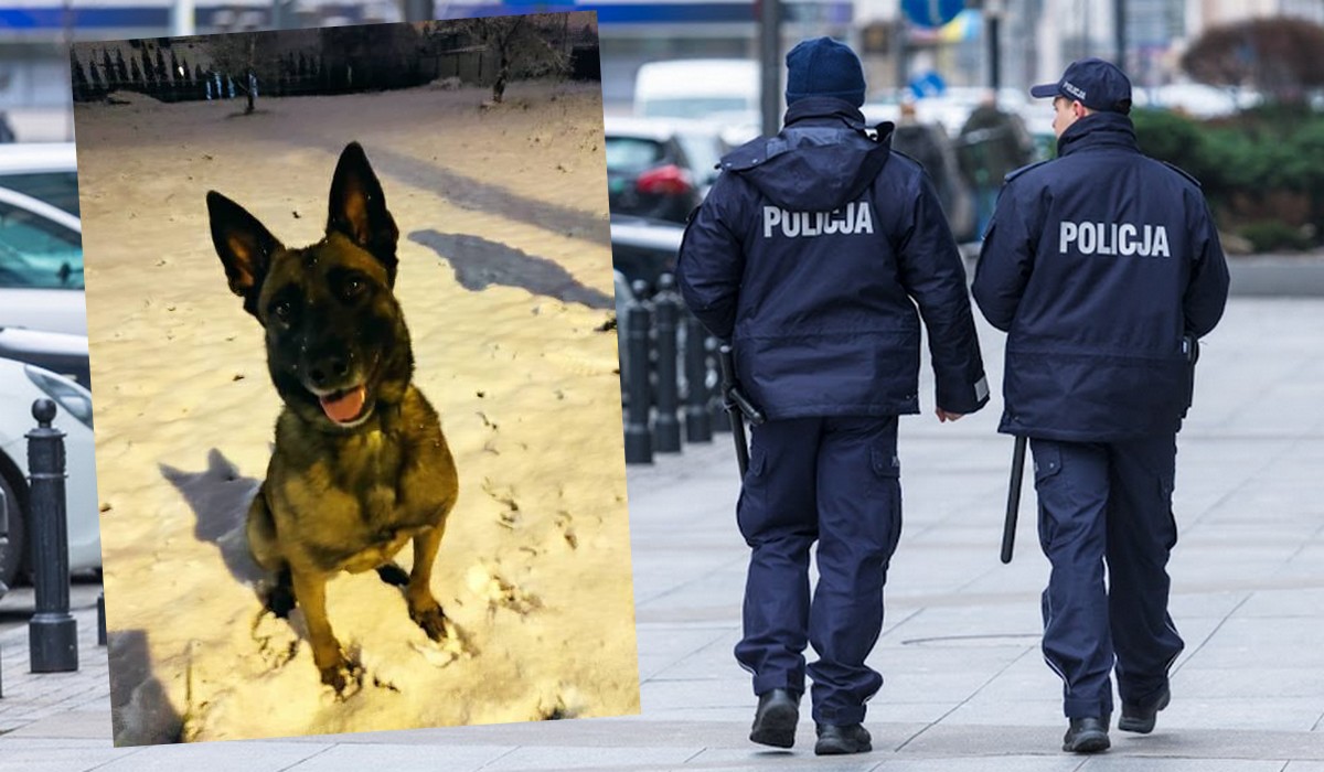 Gdańsk: policja poszukuje policyjnego psa, bo gdzieś sobie poszedł