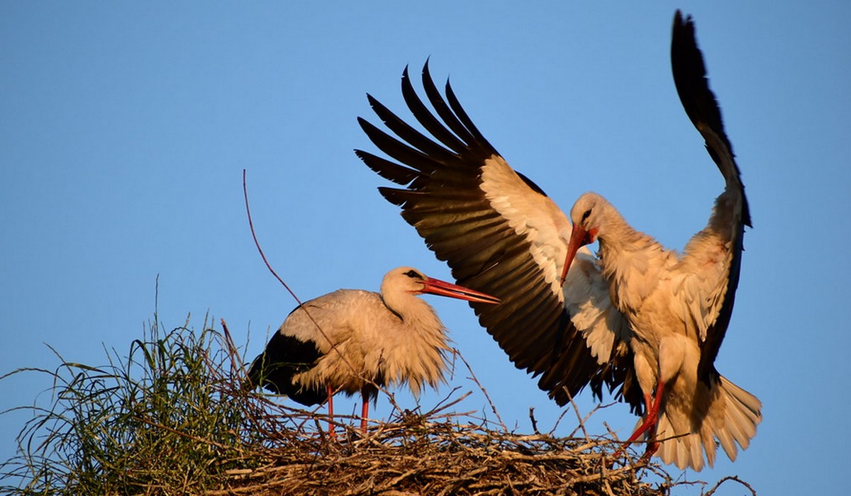 Naukowcy alarmują: w południowo-zachodniej Polsce wyraźnie ubywa bocianów