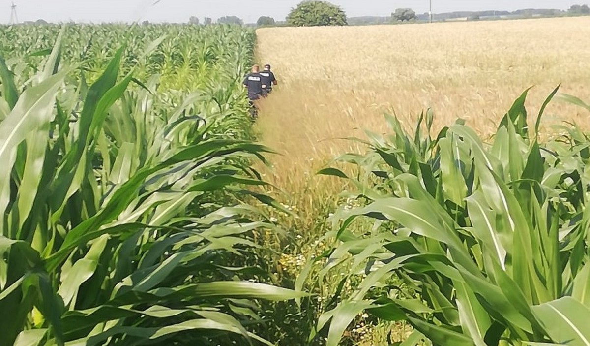 Podlasie: nienachalnie inteligentny złodziej chciał zmylić pościg policji, więc na golasa ruszył w pole kukurydzy