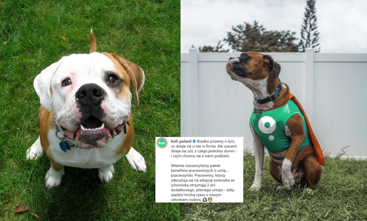Bolt wprowadza urlop psacierzyński dla osób adoptujących psy