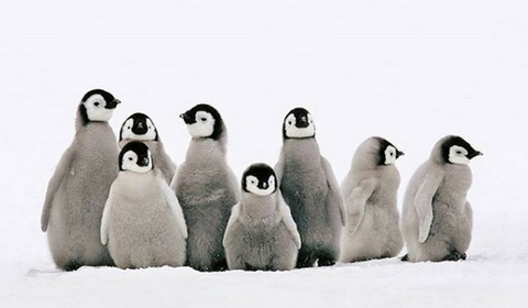 Tysiące piskląt pingwinów cesarskich utonęło. Na Antarktydzie pod ich kolonią załamał się lód