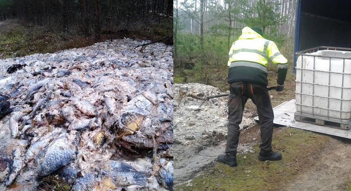 Ktoś się nie bał i wyrzucił do lasu 700 kg odpadów po rybach
