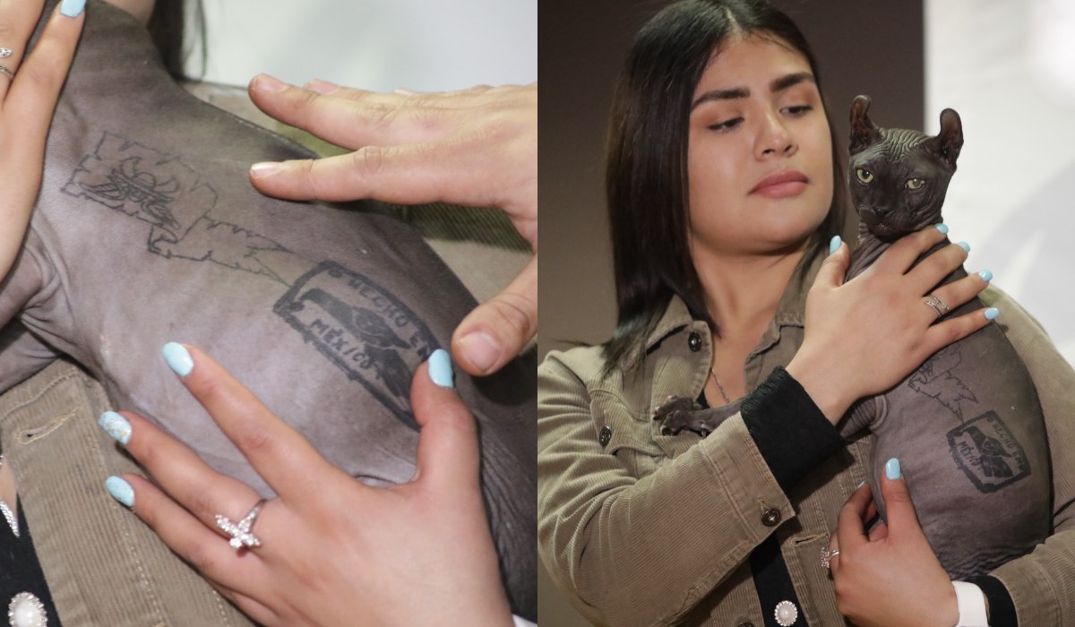 Meksyk: władze uratowały kota z rąk gangu, ma tatuaże, nie ma sierści i nie lubi psów