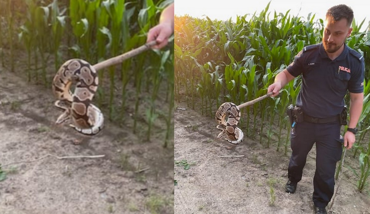 Łuków: policja złapała pytona królewskiego, który pełzał sobie w polu kukurydzy