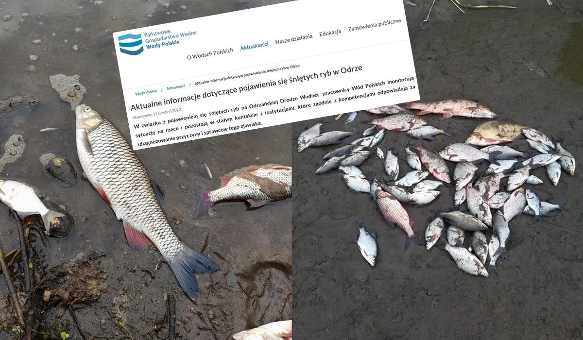 Spółka Wody Polskie wiedziała o skażeniu Odry od dwóch tygodni, ale to ukrywała, dopóki się dało