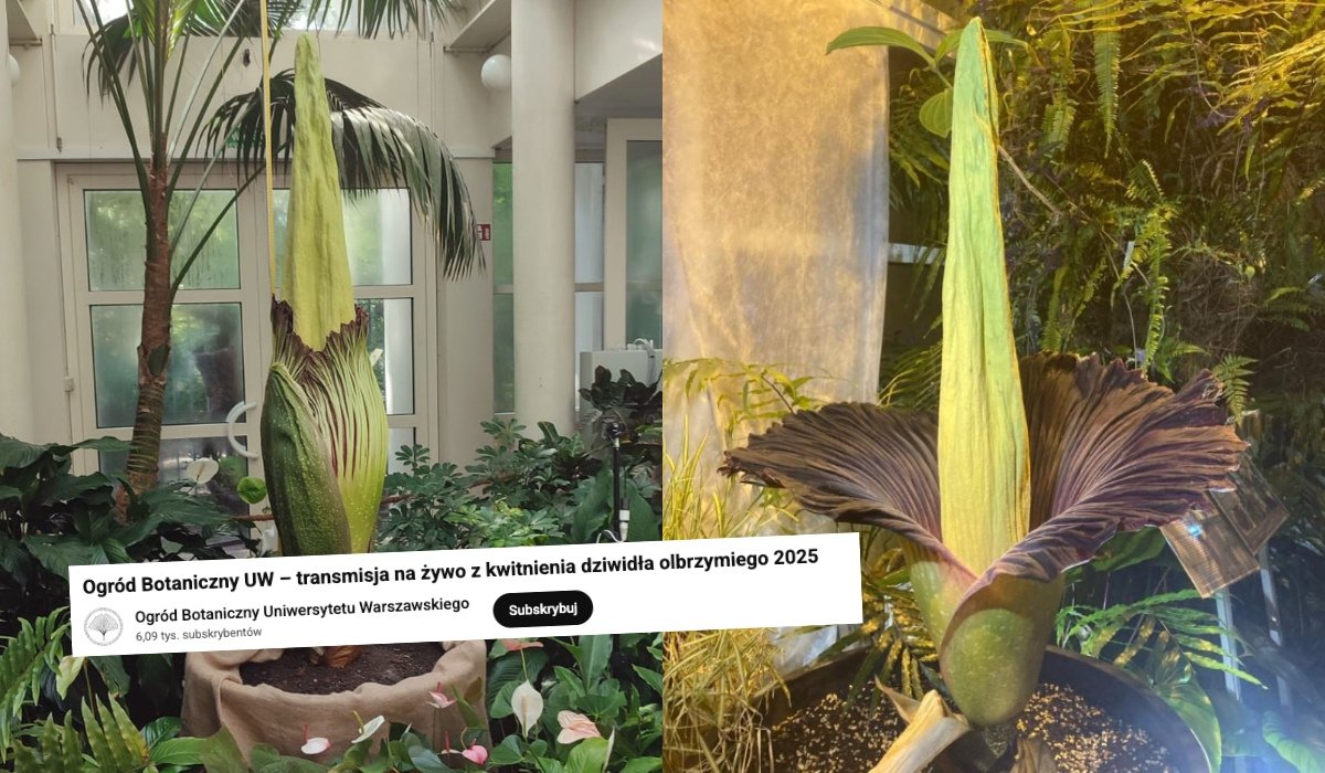 Dziwidło olbrzymie w Ogrodzie Botanicznym UW 2025/2021. fot. Piotr Dobrzyński / Facebook, Ogród Botaniczny Uniwersytetu Warszawskiego